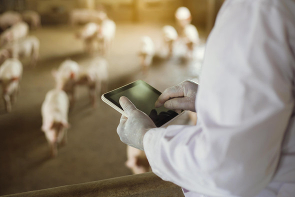 Huawei займется свиноводством