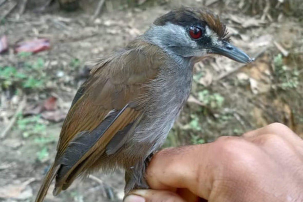 На Борнео найдена птица, которую считали вымершей два века назад
