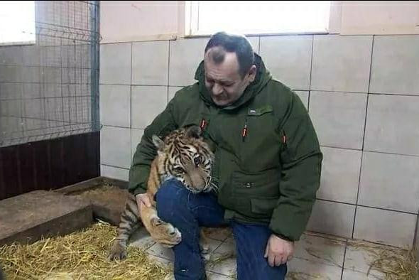 Москвич выкупил еле живого краснокнижного бенгальского тигренка