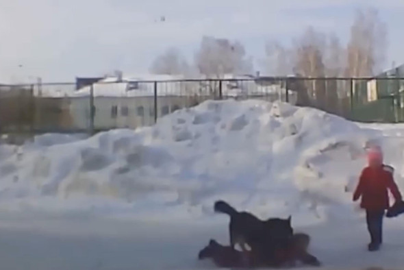 Бродячая собака набросилась на ребенка в Новосибирске
