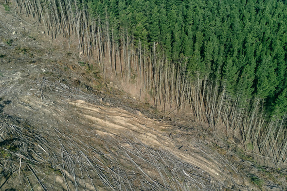 Срубил лес — посади новый. Как будет работать закон о восстановлении лесов в России