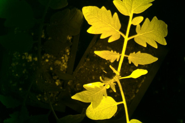 Ученые научили растения светиться, если им нужна помощь