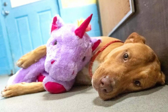 В США бродячий пес пять раз пытался украсть игрушку из магазина. Ему ее подарили
