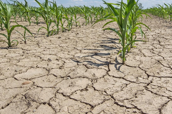 Ученые поняли, как растения экономят воду и противостоят засухе
