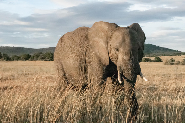 Африканские слоны находятся на грани полного вымирания