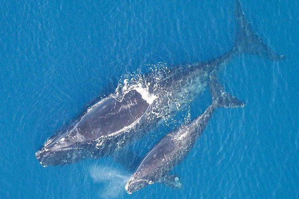 У исчезающих китов появилось рекордное число детенышей