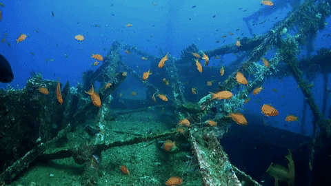 В Красном море нашли фрагменты затонувшего в XVIII веке судна