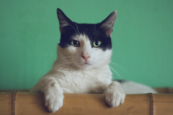 «Этого кота не существует»: нейросети научились генерировать фотографии котиков