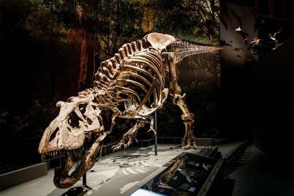 Палеонтологи смоделировали походку тираннозавра 