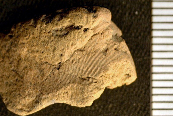 Древний отпечаток пальца возрастом пять тысяч лет обнаружили в Шотландии