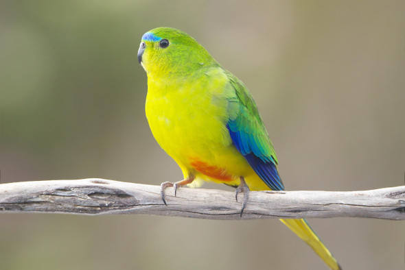 Редчайшие австралийские попугайчики смогли размножиться