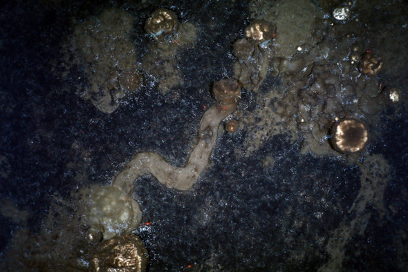 Ученые нашли таинственные следы в глубинах океана