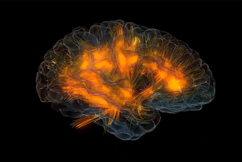 Учёные обнаружили, что мозг «вращает» воспоминания