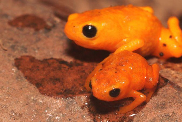 В Бразилии обнаружили новую ядовитую «тыквенную жабу», которая светится в темноте