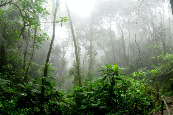 Леса Амазонии стали выделять больше углекислого газа, чем поглощать