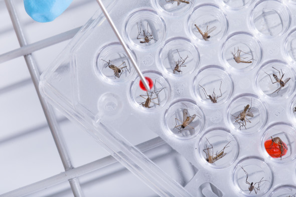 В США на свободу вылетели генетически модифицированные комары