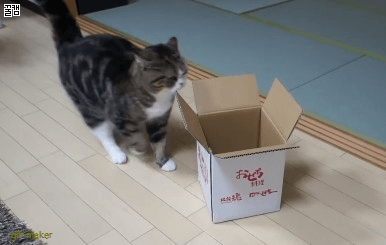 Кошки любят сидеть в воображаемых коробках, выяснили исследователи