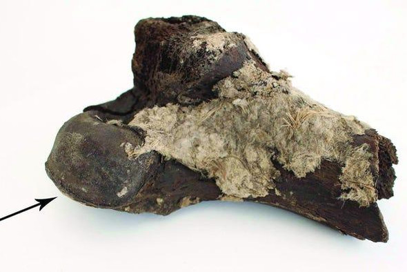 В датском музее нашли потерянные сто лет назад кости викингов