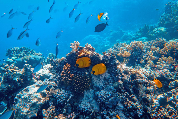 К 2050 году коралловые рифы почти полностью погибнут