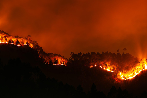 Ученые узнали, когда на земле начались лесные пожары