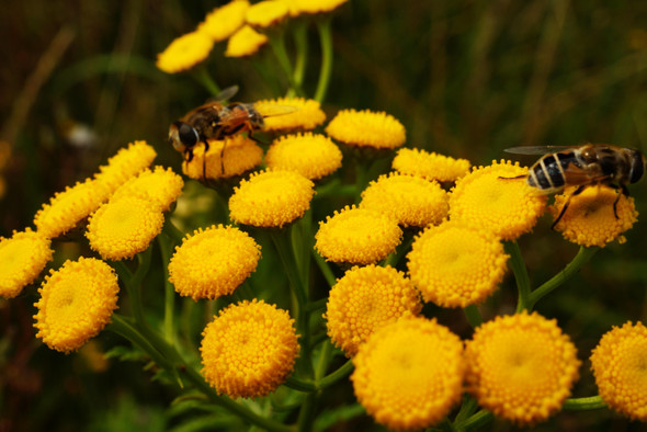 Пчел научили определять коронавирус по запаху