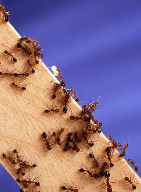 Паразиты помогают муравьям