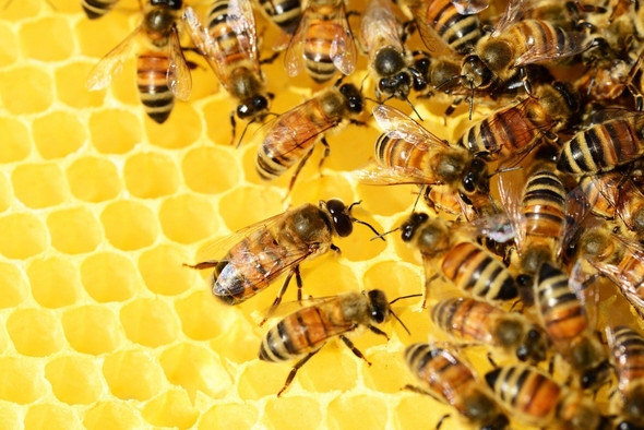 Пчела из Южной Африки клонирует себя с 1990 года