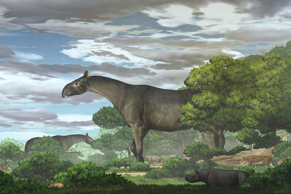 Ученые обнаружили останки древнего огромного носорога