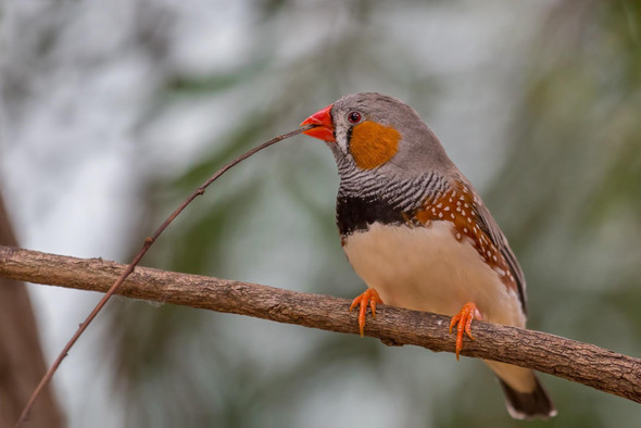 Ученые восстановили пение птицы по активности мозга — это поможет немым людям заговорить 