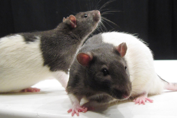 Китайские ученые сшили самцов крыс и заставили их выносить потомство
