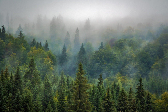 Генно-модифицированные деревья будут поглощать больше углекислого газа