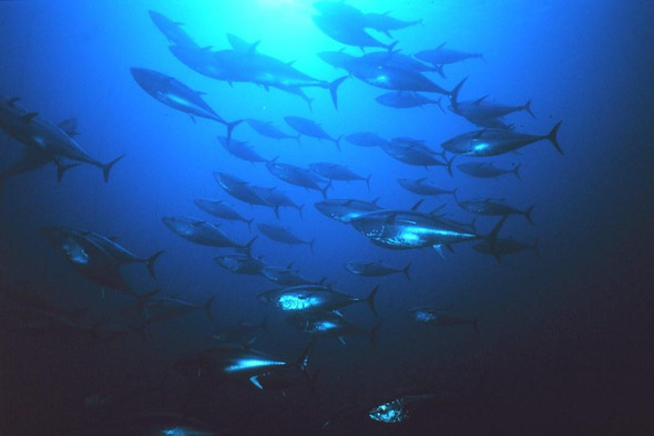 Подводный робот-тунец спасет настоящих рыб в случае экологической катастрофы