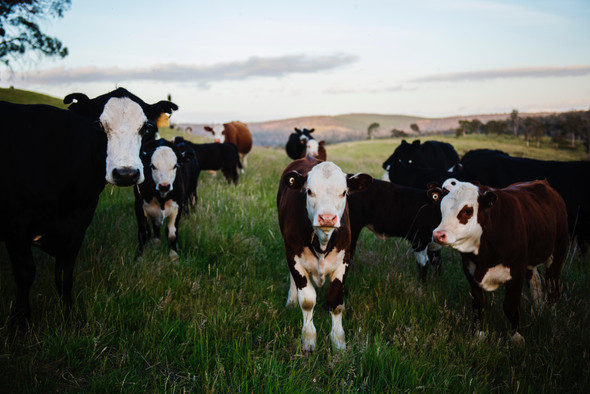 В России впервые успешно клонировали корову