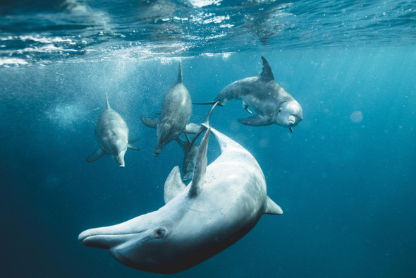 Самцы дельфинов зовут «друзей» по именам и образуют команды