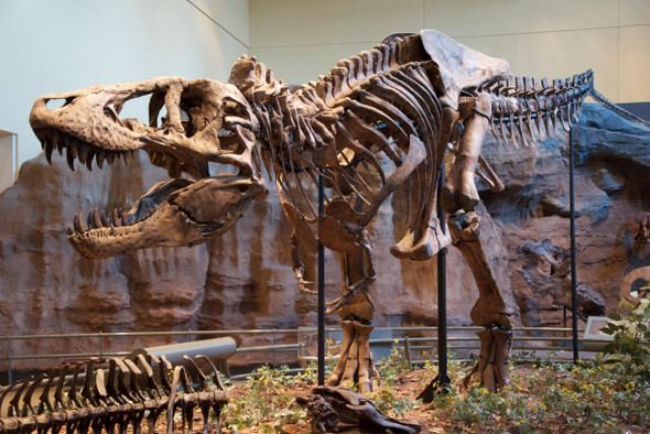 Тираннозавр находил добычу с помощью нервных датчиков в зубах