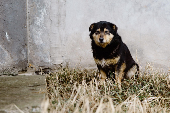 Как морпех основал в Кабуле приют для бездомных животных, а теперь пытается его спасти
