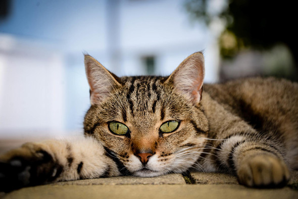 Ученые изучили тысячи котов и выявили семь основных черт характера