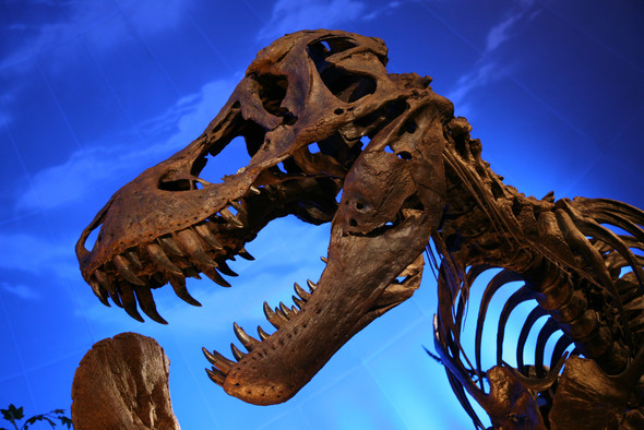 Тираннозавры кусали друг друга за морды — но не сильно