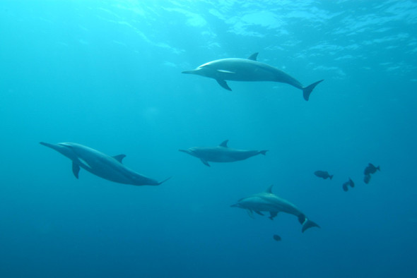 Как мир разрешил фарерцам ежегодно убивать тысячи дельфинов
