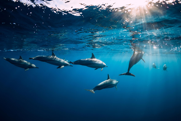 Ученые попробуют поговорить с дельфинами, используя свистящие языки народов Африки