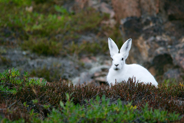 Даже если снега нет, белые зайцы все равно успешно прячутся от хищников