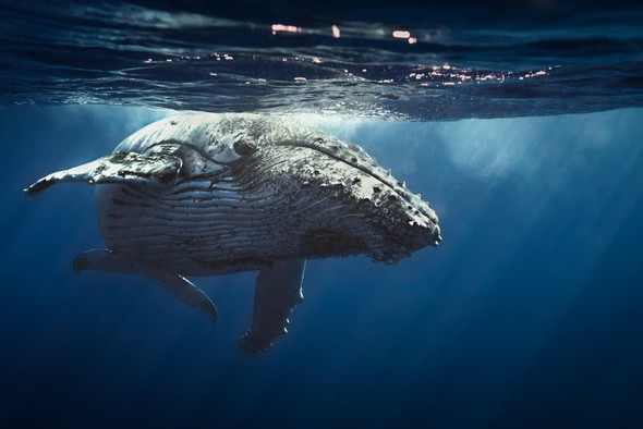 Сколько пищи съедают самые крупные усатые киты?