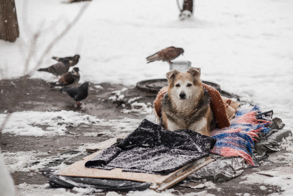 Гайд: как помочь бездомным животным в холода
