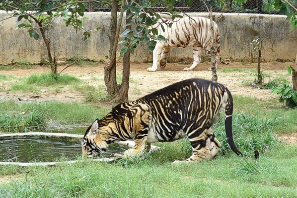 Почему рождаются аномально редкие черные тигры