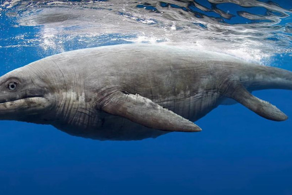 Атака титанов: в США обнаружены останки морского чудовища весом в 40 тонн
