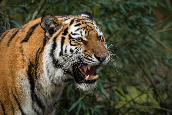 Убежать не получится: как тигриный рык парализует людей