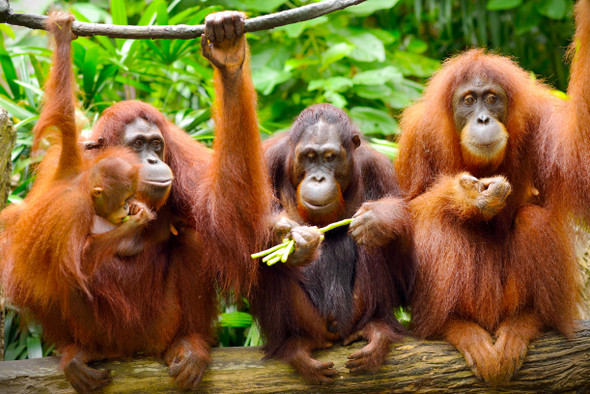 Орангутаны научились пользоваться каменными орудиями. Они повторяют путь эволюции людей?