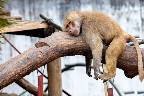 Прямо как люди: оказалось, что обезьяны тоже жертвуют сном в тревожные времена