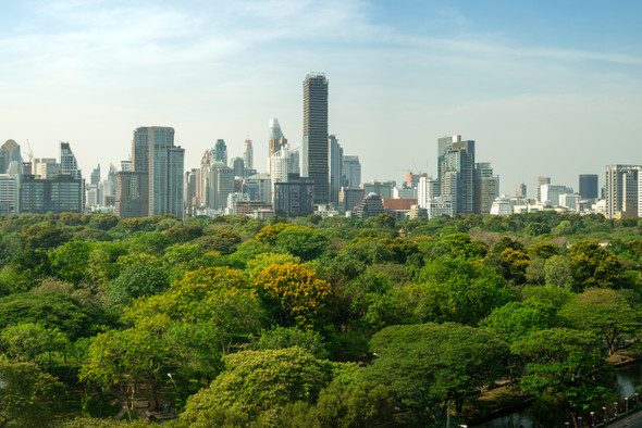 Почему важно постоянно оценивать качество воздуха в городских лесах? Объясняют ученые