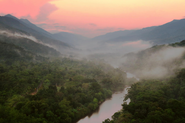 Тропические леса успешно восстанавливаются. Но почему это так беспокоит ученых?